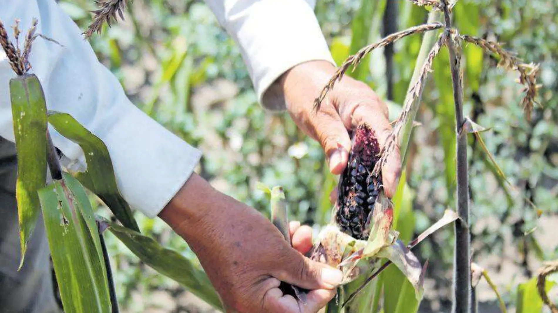 Maíz, campo, campesinos